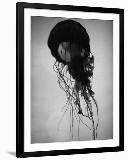 Jellyfish-Henry Horenstein-Framed Photographic Print