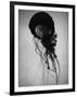 Jellyfish-Henry Horenstein-Framed Photographic Print