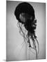 Jellyfish-Henry Horenstein-Mounted Photographic Print