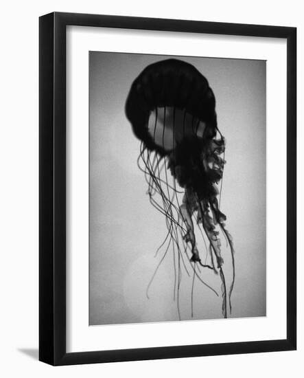 Jellyfish-Henry Horenstein-Framed Photographic Print