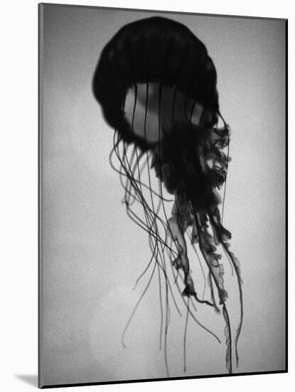 Jellyfish-Henry Horenstein-Mounted Photographic Print