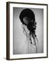 Jellyfish-Henry Horenstein-Framed Photographic Print