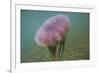 Jellyfish-DLILLC-Framed Photographic Print