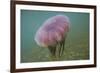 Jellyfish-DLILLC-Framed Photographic Print