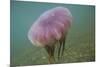 Jellyfish-DLILLC-Mounted Photographic Print