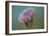 Jellyfish-DLILLC-Framed Photographic Print