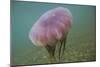 Jellyfish-DLILLC-Mounted Photographic Print