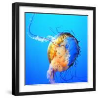 Jellyfish-fionayb-Framed Photographic Print