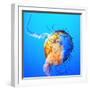 Jellyfish-fionayb-Framed Photographic Print