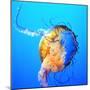 Jellyfish-fionayb-Mounted Photographic Print