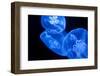 Jellyfish-DR_Flash-Framed Photographic Print