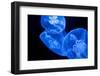 Jellyfish-DR_Flash-Framed Photographic Print