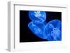 Jellyfish-DR_Flash-Framed Photographic Print