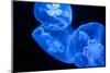 Jellyfish-DR_Flash-Mounted Photographic Print