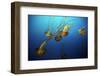 Jellyfish-Dan Schreiber-Framed Photographic Print