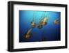 Jellyfish-Dan Schreiber-Framed Photographic Print