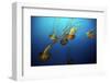 Jellyfish-Dan Schreiber-Framed Photographic Print