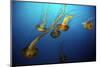 Jellyfish-Dan Schreiber-Mounted Photographic Print