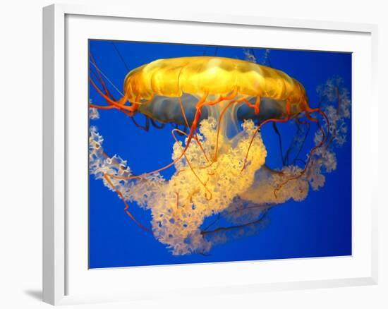 Jellyfish-Tyrone S.-Framed Photographic Print