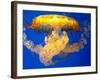 Jellyfish-Tyrone S.-Framed Photographic Print