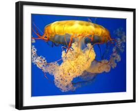 Jellyfish-Tyrone S.-Framed Photographic Print