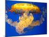 Jellyfish-Tyrone S.-Mounted Photographic Print