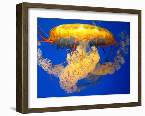 Jellyfish-Tyrone S.-Framed Photographic Print