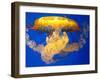 Jellyfish-Tyrone S.-Framed Photographic Print