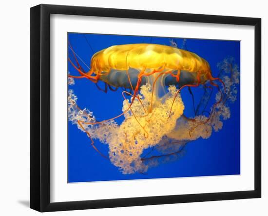 Jellyfish-Tyrone S.-Framed Photographic Print