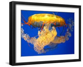 Jellyfish-Tyrone S.-Framed Photographic Print