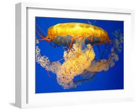 Jellyfish-Tyrone S.-Framed Photographic Print