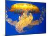 Jellyfish-Tyrone S.-Mounted Photographic Print