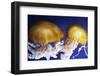 Jellyfish-Andrushko Galyna-Framed Photographic Print