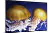 Jellyfish-Andrushko Galyna-Mounted Photographic Print