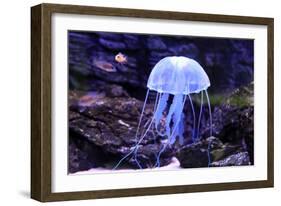 Jellyfish-Aizhong Wang-Framed Photographic Print