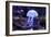 Jellyfish-Aizhong Wang-Framed Photographic Print