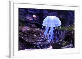 Jellyfish-Aizhong Wang-Framed Photographic Print
