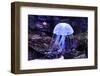 Jellyfish-Aizhong Wang-Framed Photographic Print