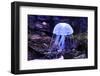 Jellyfish-Aizhong Wang-Framed Photographic Print