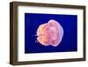 Jellyfish-ymgerman-Framed Photographic Print