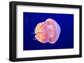 Jellyfish-ymgerman-Framed Photographic Print