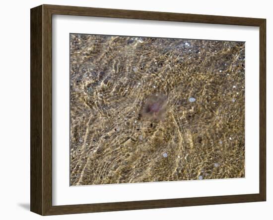 Jellyfish-Mirek1967-Framed Photographic Print