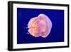 Jellyfish-ymgerman-Framed Photographic Print