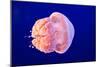 Jellyfish-ymgerman-Mounted Photographic Print