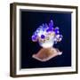 Jellyfish-Nicousnake-Framed Photographic Print