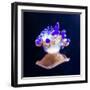 Jellyfish-Nicousnake-Framed Photographic Print