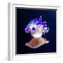 Jellyfish-Nicousnake-Framed Photographic Print