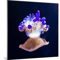 Jellyfish-Nicousnake-Mounted Photographic Print