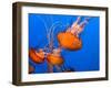 Jellyfish-topseller-Framed Photographic Print