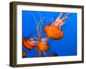 Jellyfish-topseller-Framed Photographic Print